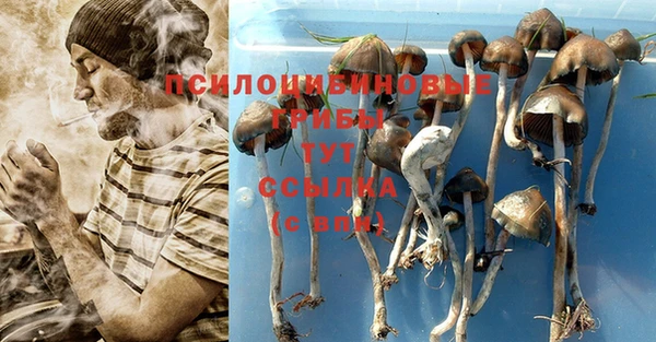трава Аркадак